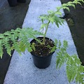 Cyathea robusta